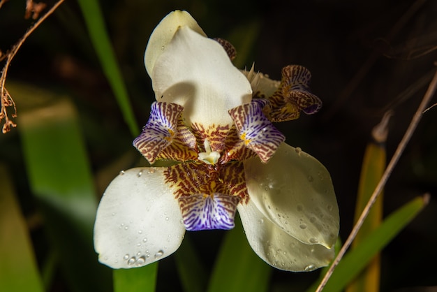 Iris Flower, a beautiful and colorful flower that sprouts in early spring, selective focus.