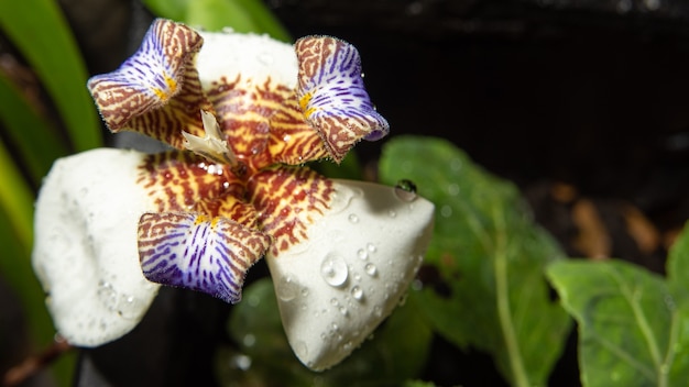 Iris Flower, a beautiful and colorful flower that sprouts in early spring, selective focus.