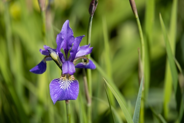 Iris flower blooming in springtime in an English garden