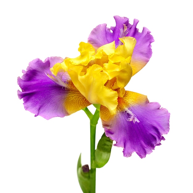 Iris flower delicate isolated on white background with clipping path Summer Spring Flat lay top view Floral pattern Love Valentine's Day