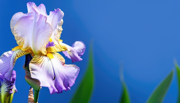 Photo iris flower in the garden with copy space