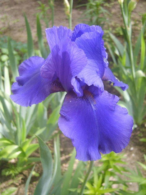 Iris flower in green foliage photo