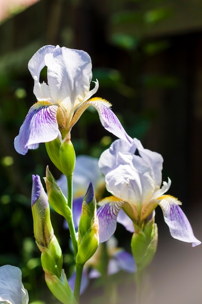 Iris flower on green garden background