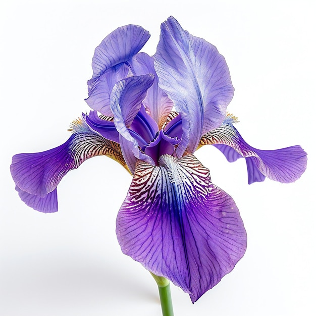 Iris flower isolated on white background closeup studio shot