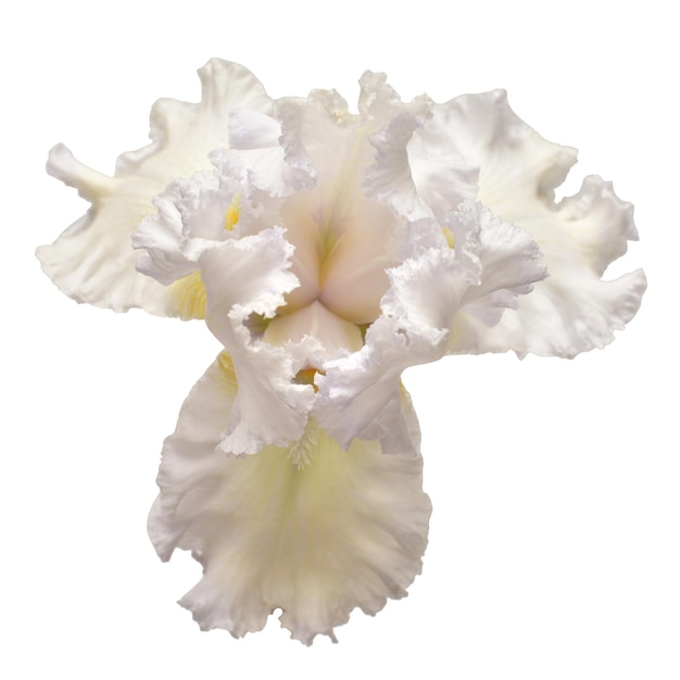 Iris flower isolated on white background. Easter. Summer. Spring. Flat lay, top view. Love. Valentine's Day. Floral pattern, object. Nature concept