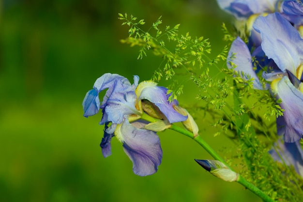 Iris flower