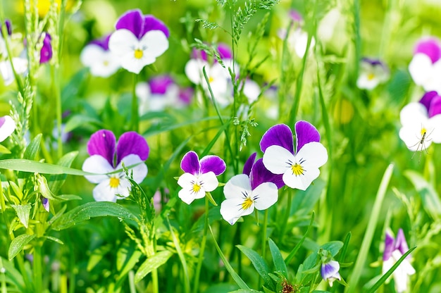 Iris flowers in a field