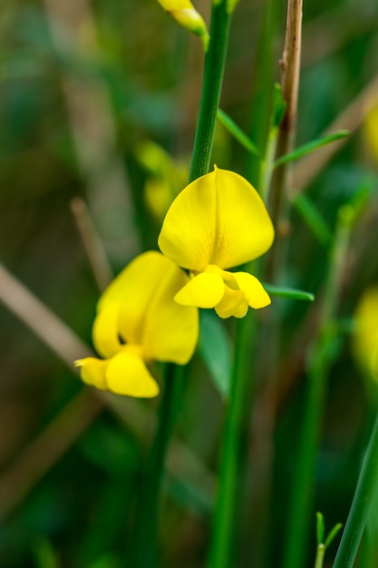 Iris flowers, a flower on grass.