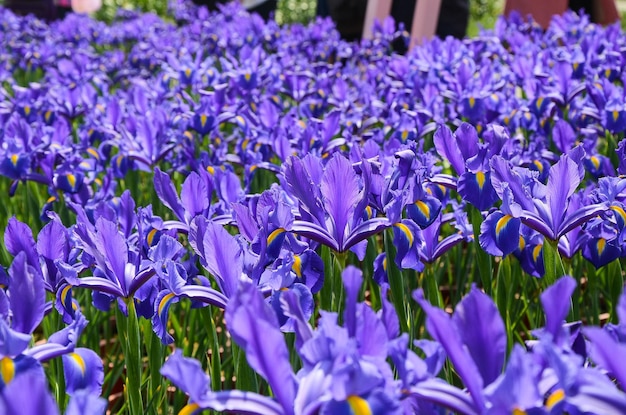 Iris hollandica Hort