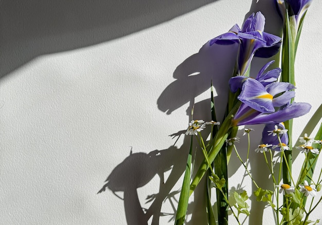 Iris with daisy on white background