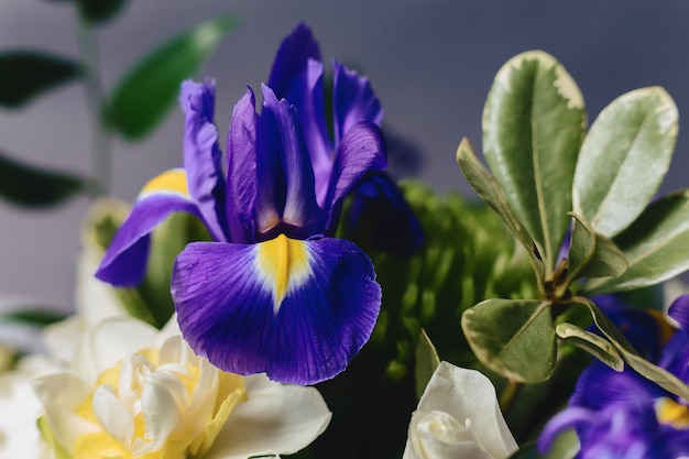 Irises on dark background in studio