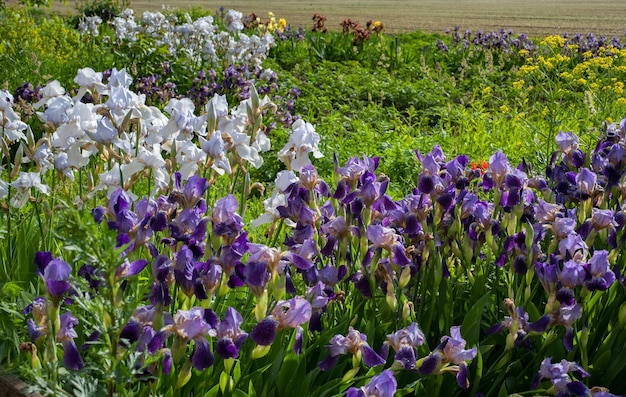 Irises purple and white flowers at garden