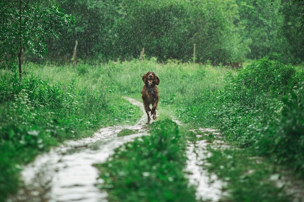 Irish setter red Dog in the field in the rain