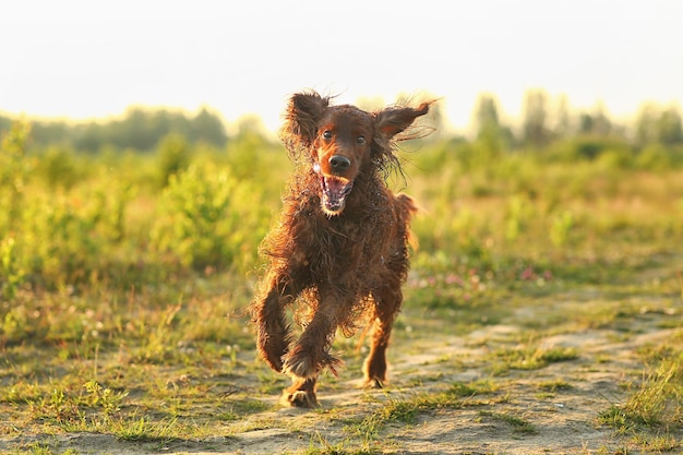 Irish Setter running at field