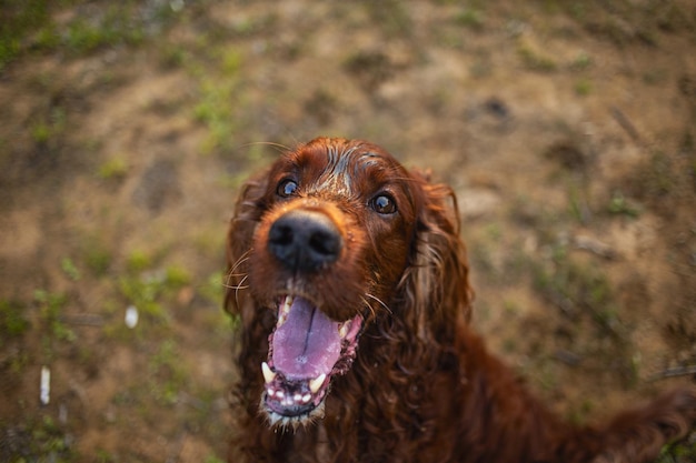 Irish Setter standing on green grass