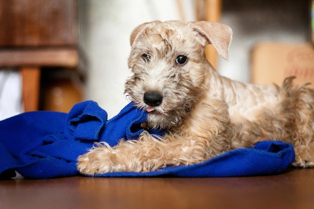 Irish Soft Coated Wheaten Terrier puppy indulges and nibbles a blue towel