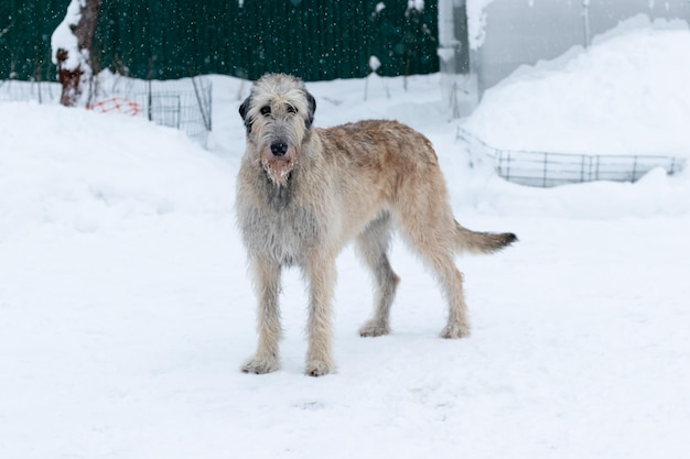 Irish Wolfhound dog is standing on a snow backgrounddog is posing and looking forward at snowy field Irish wolfhound dogs hunting and waiting for prey at winter field during snow fall