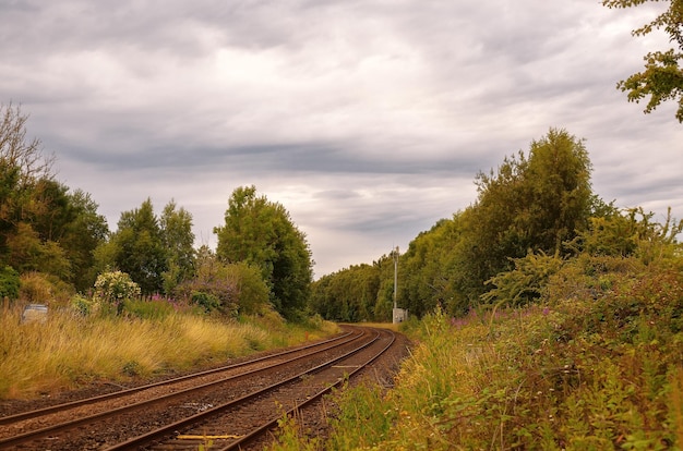 Iron tracks on the background of trees