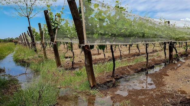 Irrigation by unevenness of vineyards