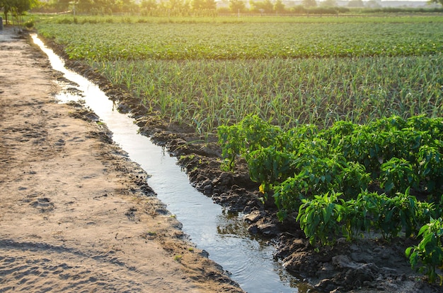 Irrigation canal with water on a farm plantation Surface irrigations of crops European organic farming Agriculture and agribusiness Agronomy Moistening Supply of harvest with lifegiving water