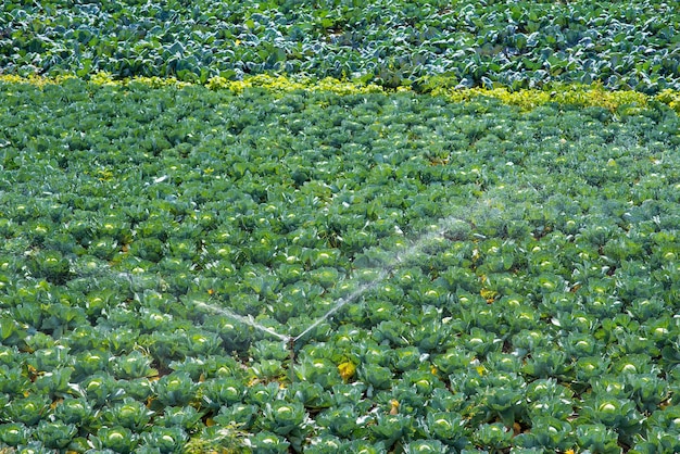 Irrigation system for watering cabbage field