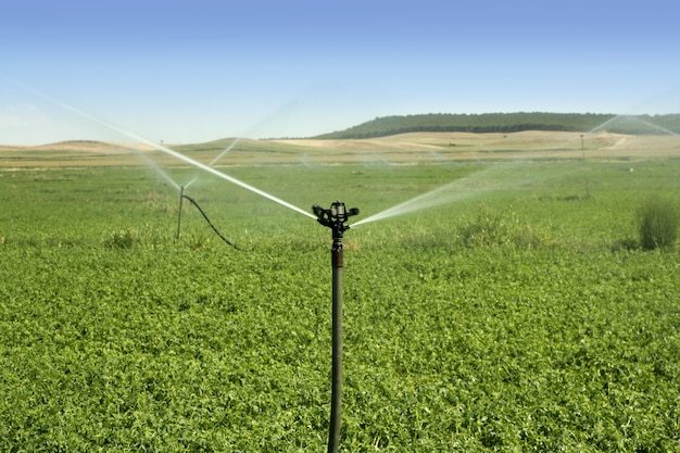 Irrigation vegetables field with sprinkler