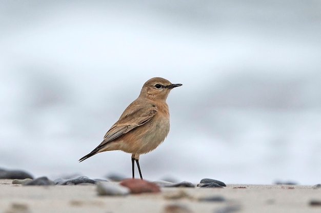 Isabelline wheatear (Oenanthe isabellina)