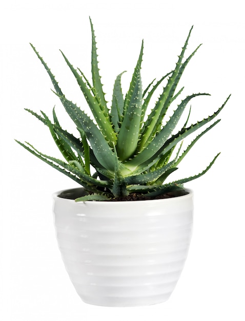 Isolated Aloe Vera Plant on White Pot