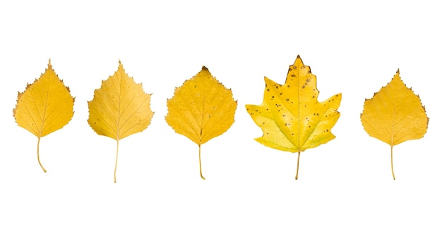 Isolated autumn leaves of maple and birch on white One concept among others Design element