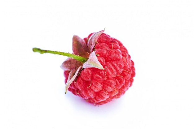 Isolated berry. One fresh raspberry fruit isolated 