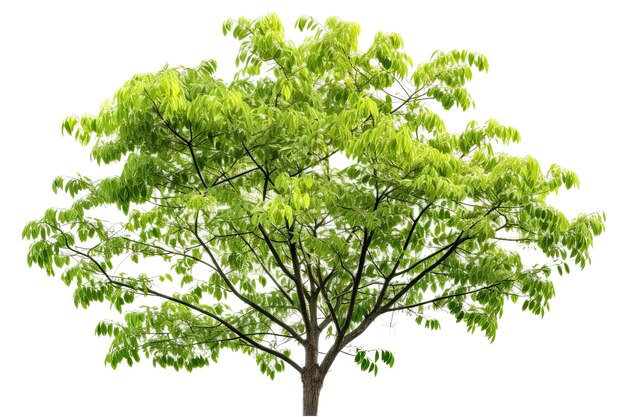 Isolated Black Locust Tree on White Background Beautiful Green Tree Branch with Natures Splendor