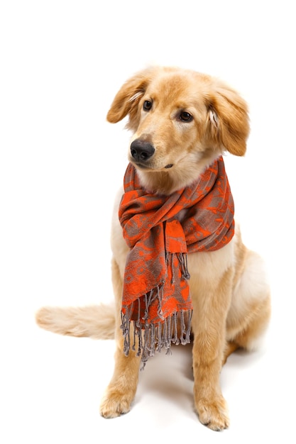 Isolated blond hovawart puppy Studio shot of a cute Hovawart puppy golden retriever puppy 5 month old puppy