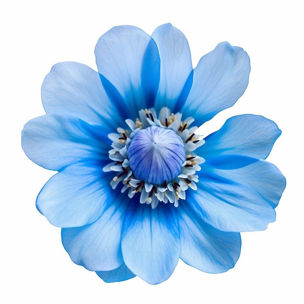 Isolated Blue Blossom