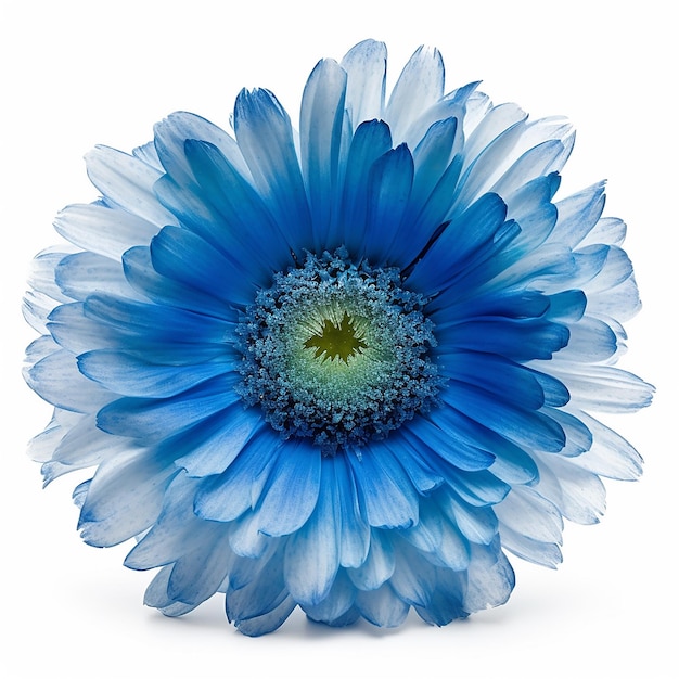 Isolated Blue Flower Clear Background Elevation