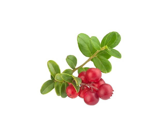 Isolated branch of cowberry with berries and leaves