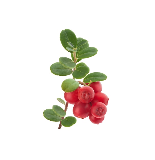 Isolated branch of cowberry with berries and leaves