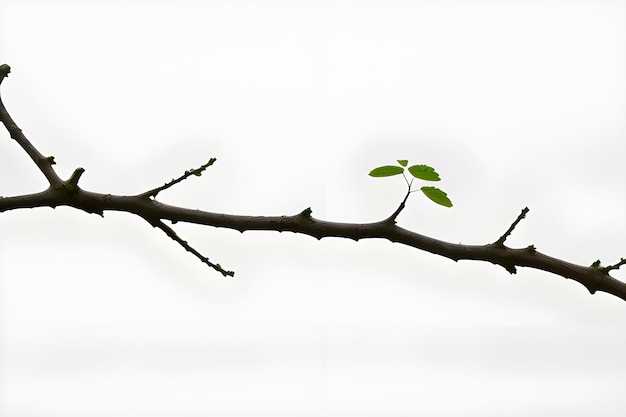 Isolated Branch on White Background