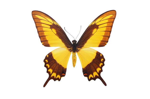 Photo isolated butterfly. element of design.