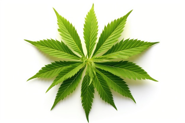 Isolated cannabis leaves on white background cultivating medicinal cannabis