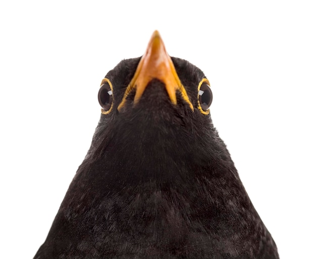 Isolated closeup on a common blackbird