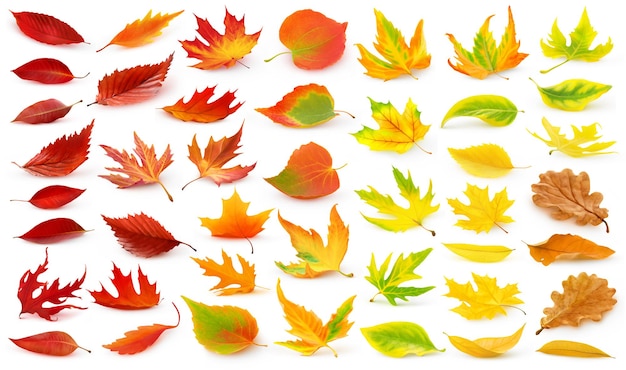 Isolated collection of multicolored autumn tree leaves