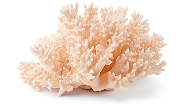 Isolated Corals on White Background with Clipping Path