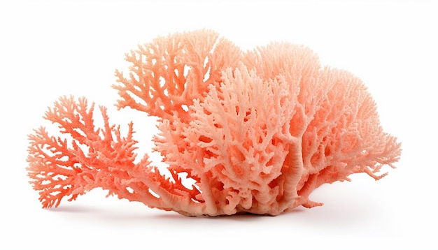 Isolated Corals on White Background with Clipping Path