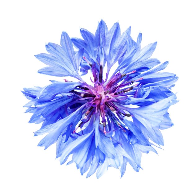 isolated cornflower blue on a white background