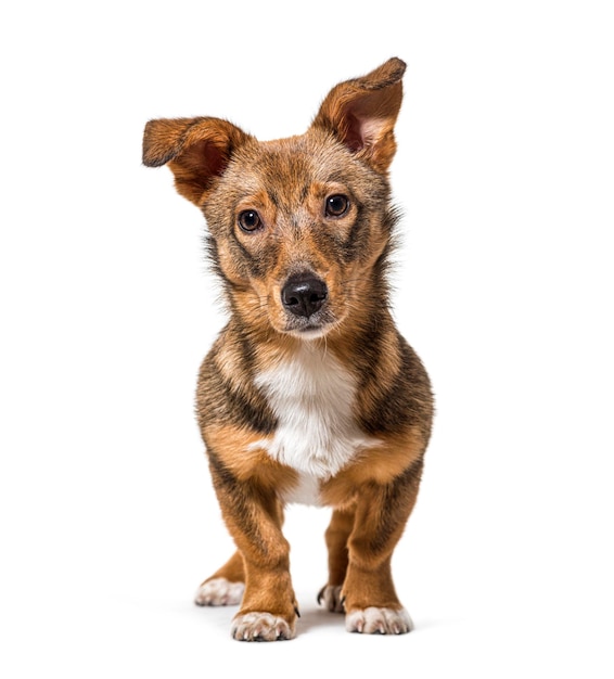 Isolated Crossbreed dog standing in front and looking at the camera