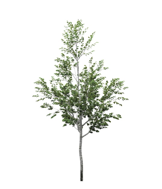 isolated deciduous tree on a white background 3D illustration cg render