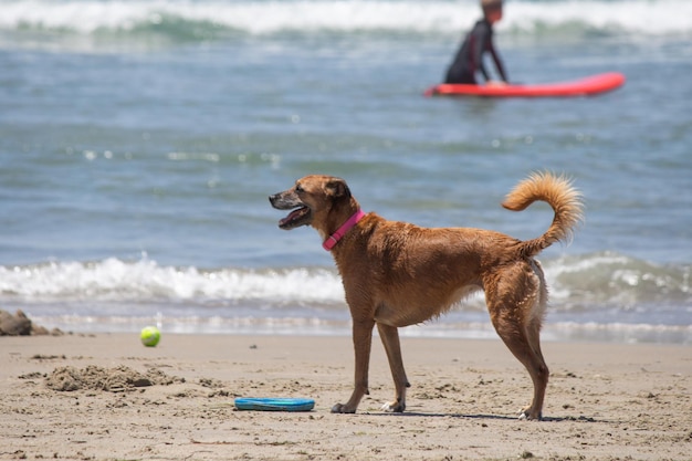 Isolated dog walking in the sand at dog beach