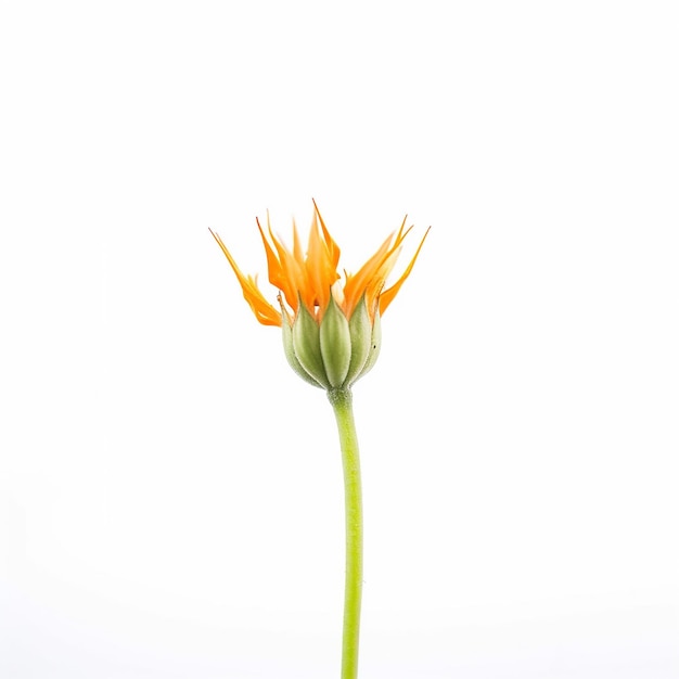 Isolated Elegance Mini Stalk Orange Flower Closeup