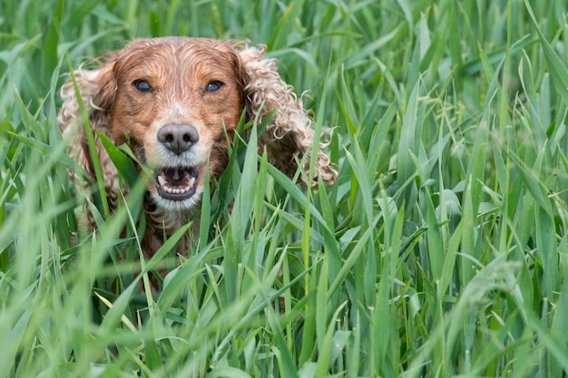 Isolated english cocker spaniel on the grass background