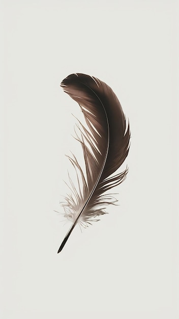 Isolated feather in studio